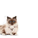 FHN MOTHERANDBABYCAT - MOTHERANDBABYCAT